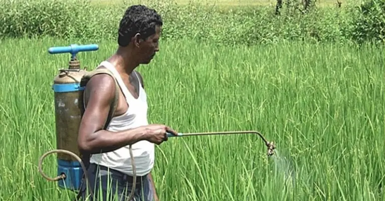 জমিতে বালাইনাশক দিচ্ছেন কৃষক
